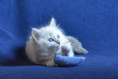 ragdoll kitten at 6 wks old